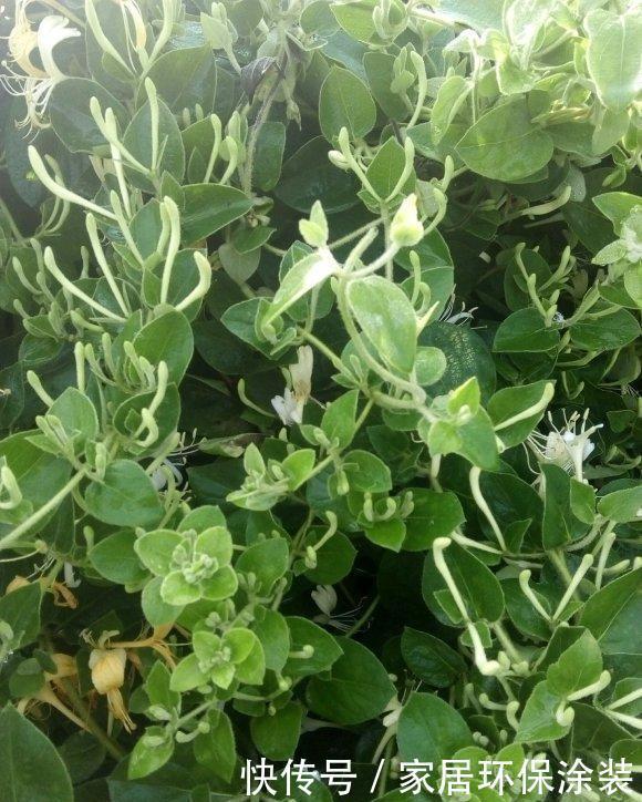 采摘|野外采摘一些金银花,用薄荷加金银花,教你制作天然花露水