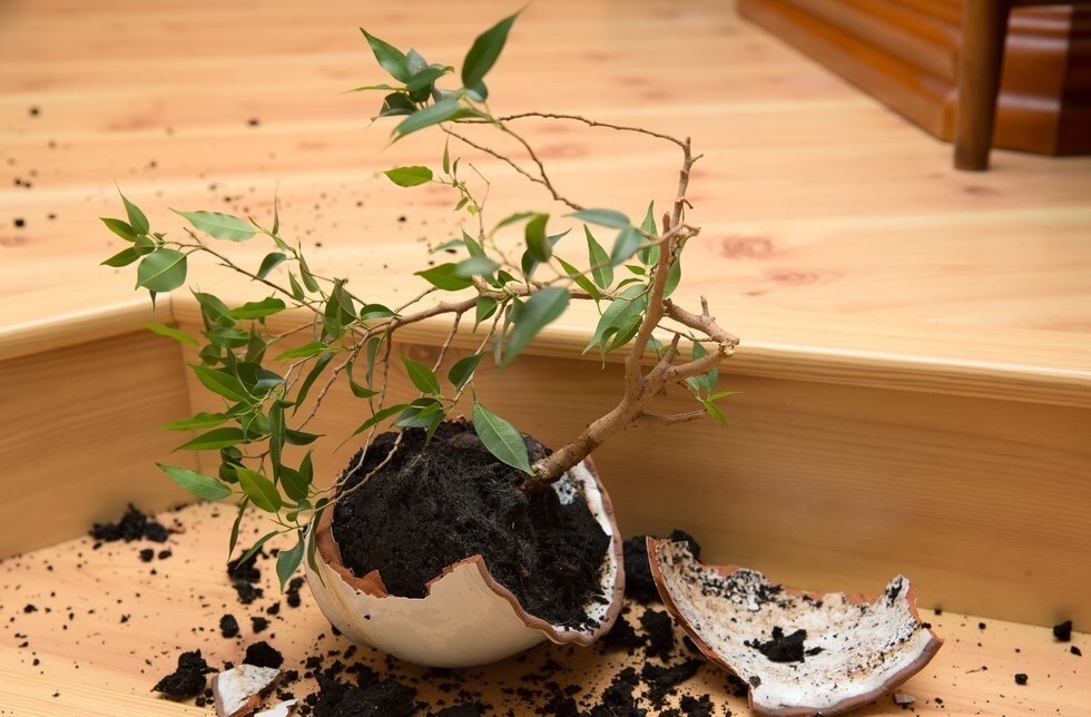 为了一盆花,家人关系彻底破裂,花有什么错