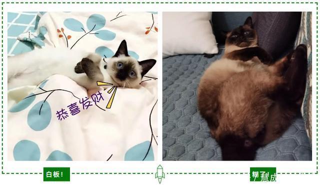 暹罗和黑猫生出来