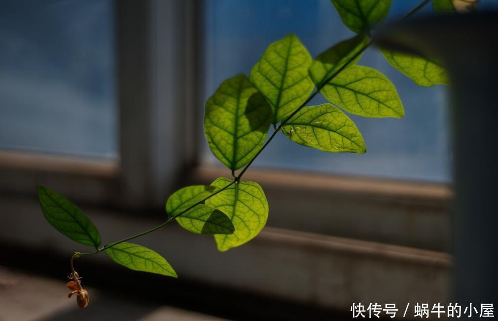 茉莉开花多不多,主要在三个细节工作,做得不到位补救还来得及