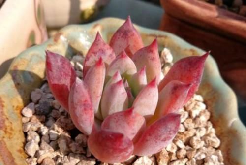 想将多肉养到爆盆,跟环境没有太大的关系,主要跟这些因素有关