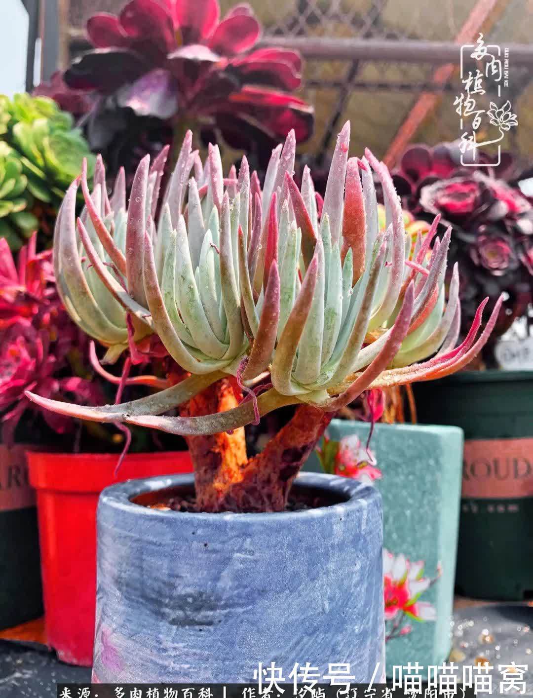 美杜莎|偶然相遇多肉,却成为心中挚爱!