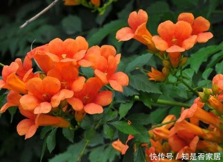 生命力顽强的4种花,生根快,沾土就活,7天就开花