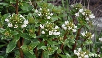 滋阴|农村野菜宝贝,治乳腺炎、蛇咬伤、解毒祛风、滋阴润肺,你吃过吗