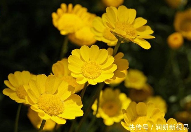 菊花|丢掉绿萝!养盆它,花开120天,好养易活似菊花,能耐零下5度低温