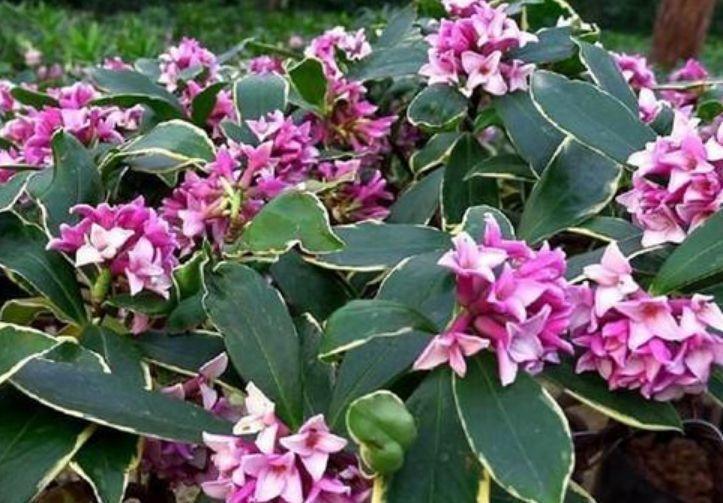 最受欢迎的“4种花”,随便一养成花海,花开一茬接一茬!