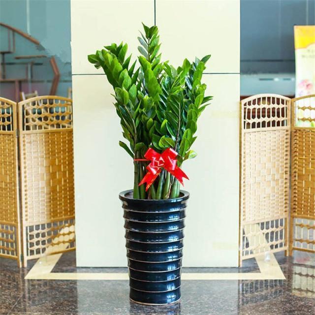 “金钱树”长得快,就靠这4招,片片“金钱叶”,蹭蹭猛长个!