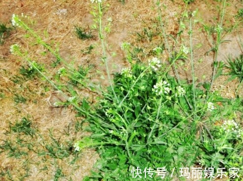 入药|乡间常见野菜,用来包饺子味道一绝,如今城里一斤8元,还能入药