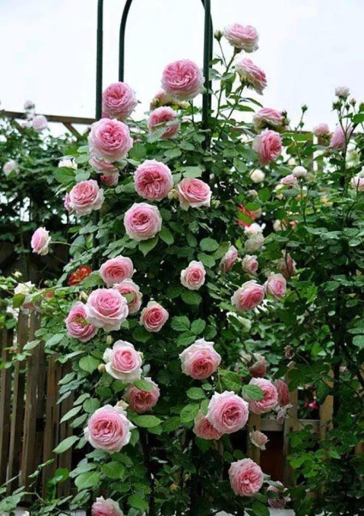 月季要死掉了怎么办,用这些方法可以挽救