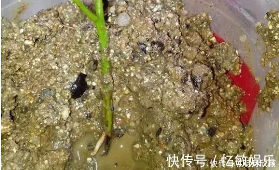 枝条|养花爱好者看过来这15种花现在“扦插”，生根快，一个周就长芽