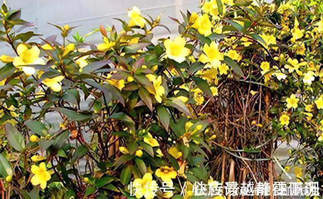 全株|它是“网红花”却全株含毒，商家只宣传它好看漂亮，其实毒性很强