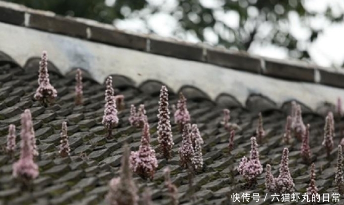  这种平凡而又伟大的小草，若长在你家屋顶，是福气，如今很珍贵