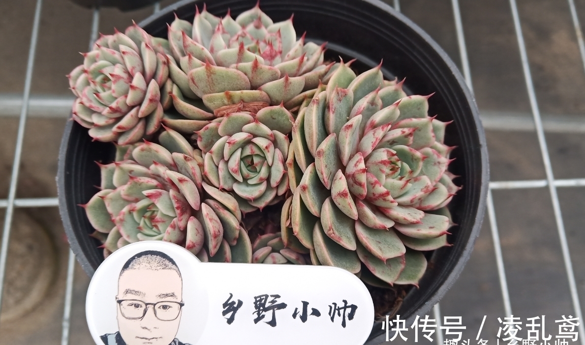 多肉叶插,掌握好这6个关键,成活率99%,你做对了吗?