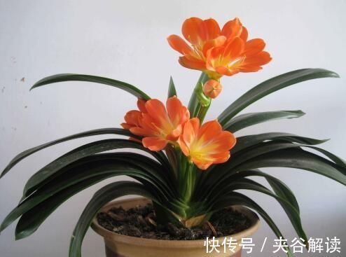 如盘|君子兰怕“3高”,怪不得一直不开花,避开后花开大如盘