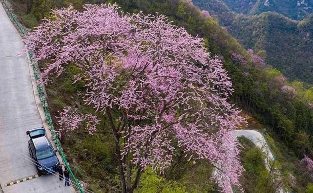 保康5万亩紫荆花开灿若霞