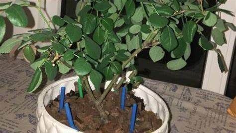 养花,盆内插有几根吸管,松脱透气花越长越漂亮