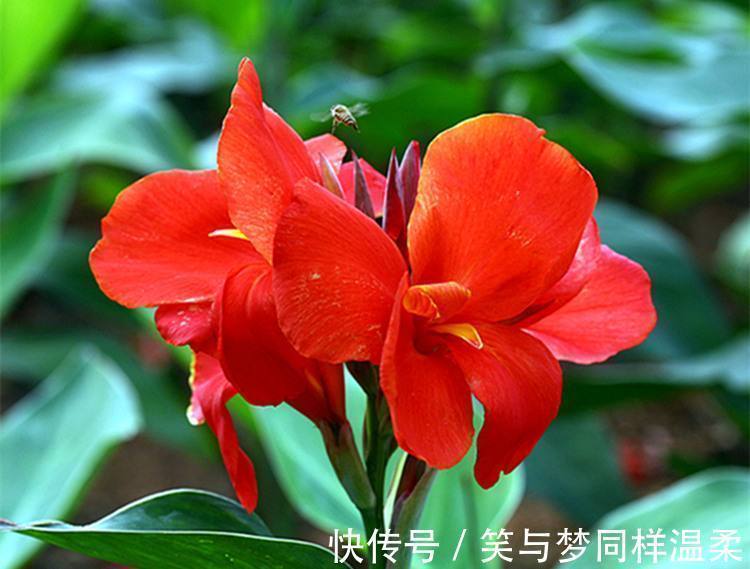 美人蕉|“3种花”,开花大方美丽,有庭院的一定要养,美极了