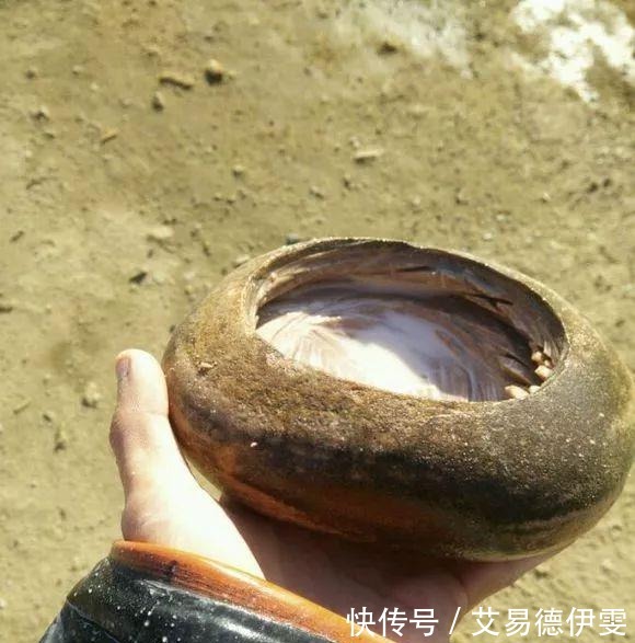 大爷用石头来养花,越养越值钱,有人出1000块也不卖!