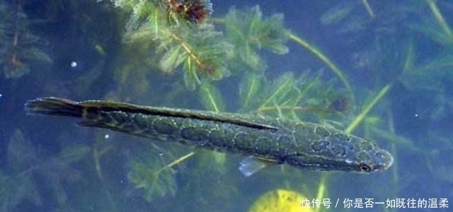 要素|夏季钓黑鱼4大要素：宜早晚、溜草边、钓草洞、勤行动