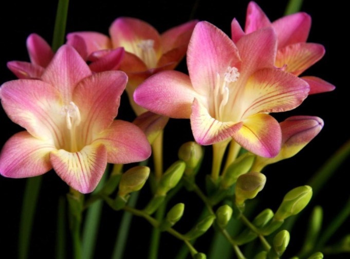 香雪兰开花少教你3个养护妙招，花朵洁白如雪，植株越长越旺盛