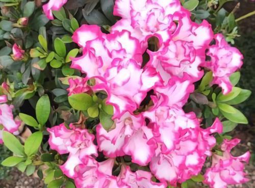 冬天养花:浇水有技巧,掌握4个要点,不黄叶不烂根,啥花都能活