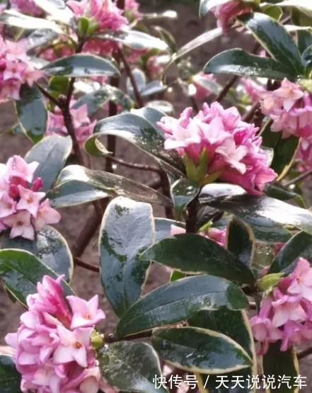 5种“不怕冷”的花，现在养一盆正当时，花艳色美香味浓，好养