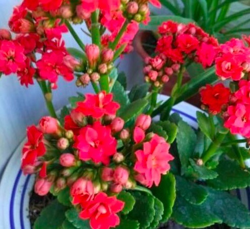 想要长寿花开花满枝头,做好几点养护很重要,花开一茬接一茬