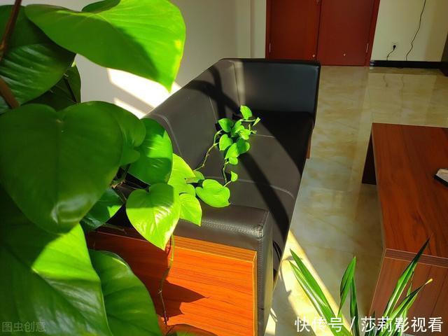 客厅2种花,别养成“巨无霸”,我家的已经处理了