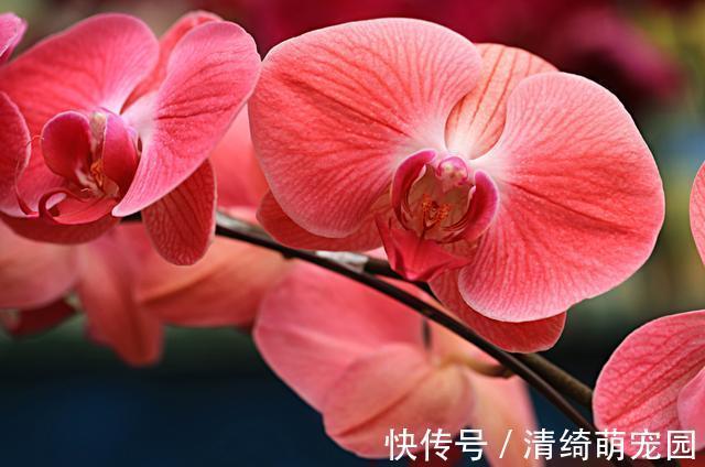 花卉|几种花卉,好打理易爆盆,花期长达200天,每天都有花赏