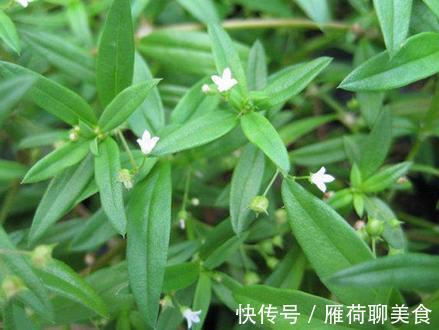 慢性肝病|10味名字带“草”的中药，是治肝病的良将！（涨知识）