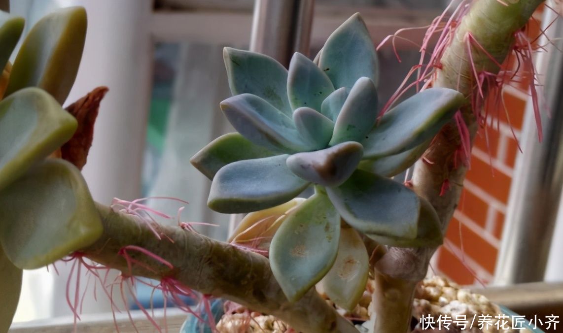 土壤|夏天多肉长气生根，不一定是缺水，别着急补水，可能是这两个原因