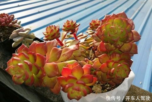 多肉蒂亚一旦上色了,惹人爱,秋季关键点做好,不愁绿焰不上色!
