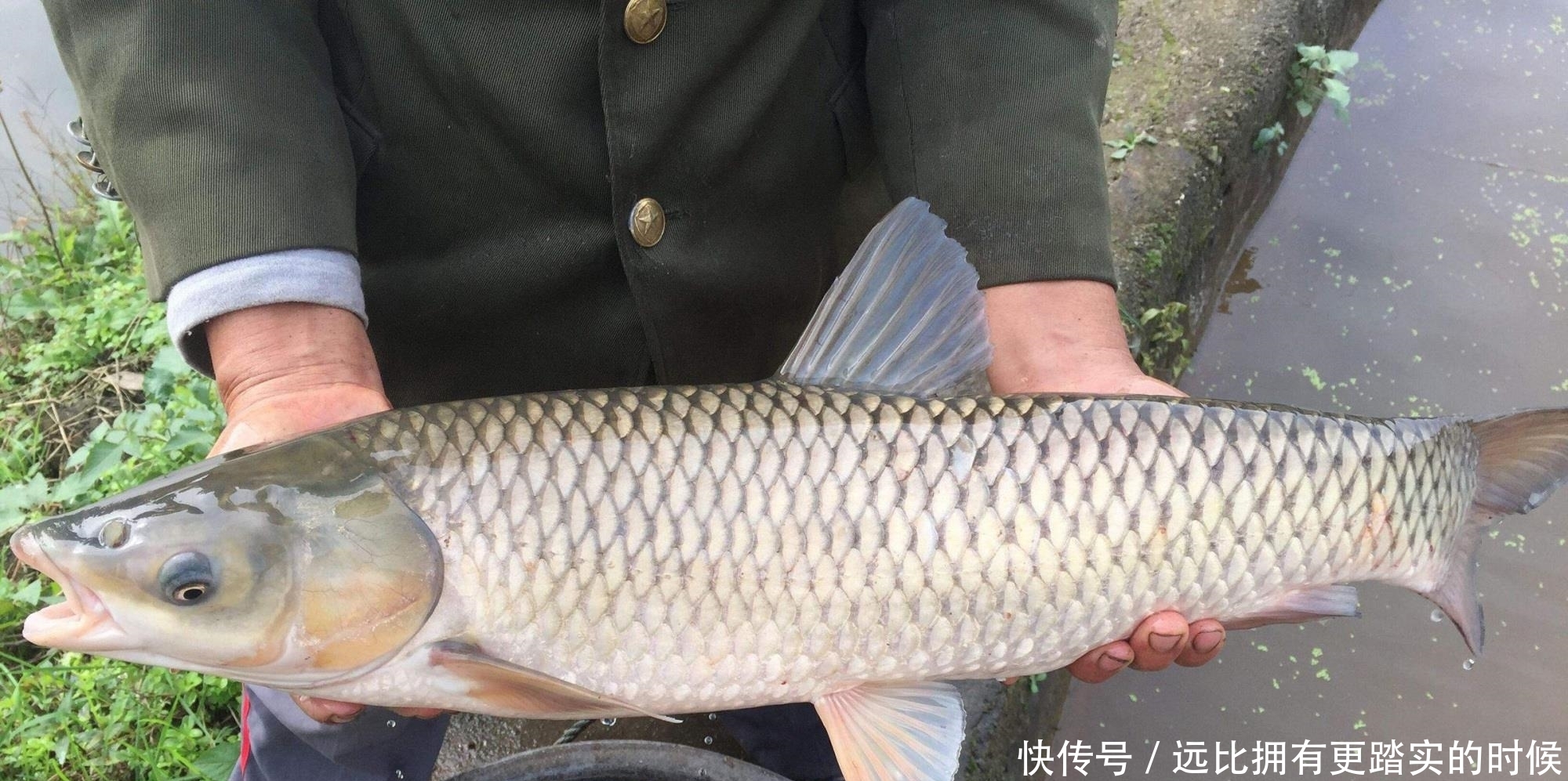 什么气味对草鱼的吸引力最大?钓草鱼wo料味型的调配方法