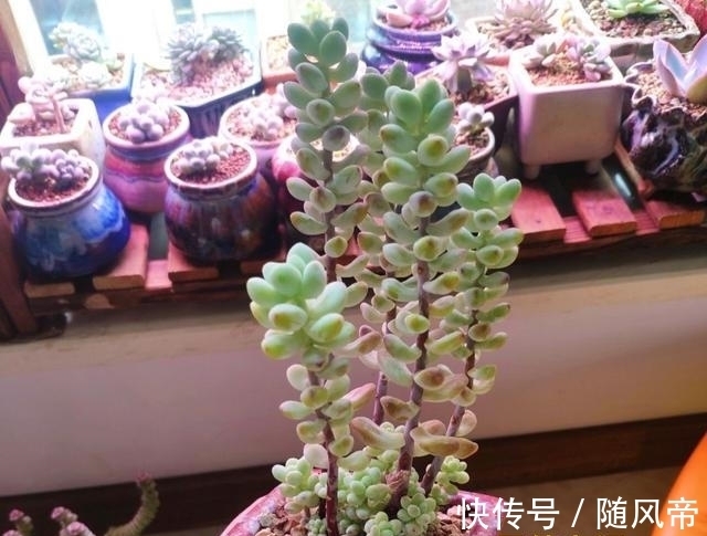 多肉天使之泪天生长的高,可别当徒长处理,养成直立桩偷着乐吧