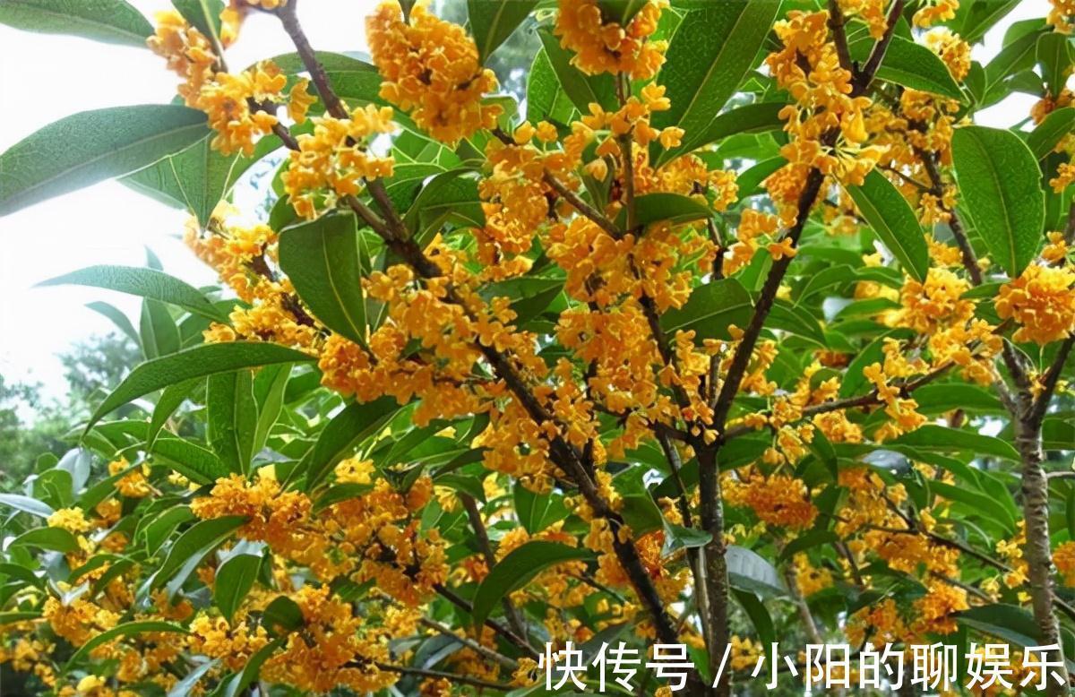 “寿命长”的11种花，好养寓意好，越养越值钱