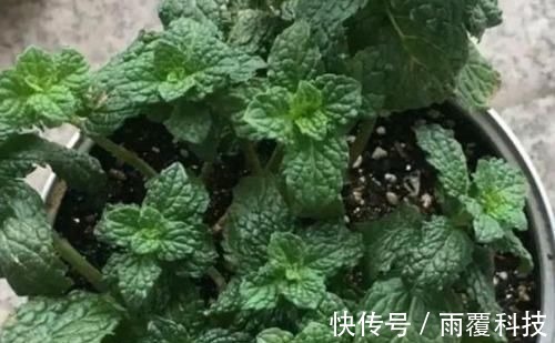 浇水量|在家养啥花合适此4种随便来一盆,植株长势旺、满屋飘香