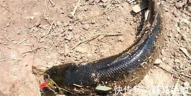 伊势尼|鸡肝钓鱼,只要这样用,钓肉食鱼,一钓一个准