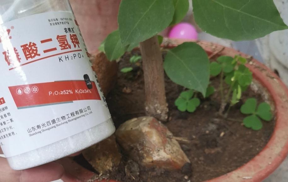 三角梅|30岁大叔劝侄女多养些三角梅,再懒都能养好,一年四季都能赏花