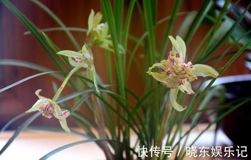 养殖兰花时,谨记僵苗的6个原因和救治办法,解决好了,苗壮芽旺