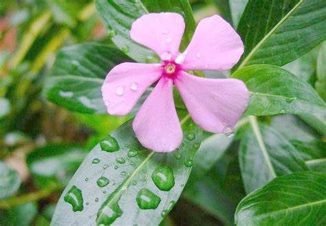 蓝雪花蓝雪花|养花试试这几款，花姿美丽动人，开花时间较长