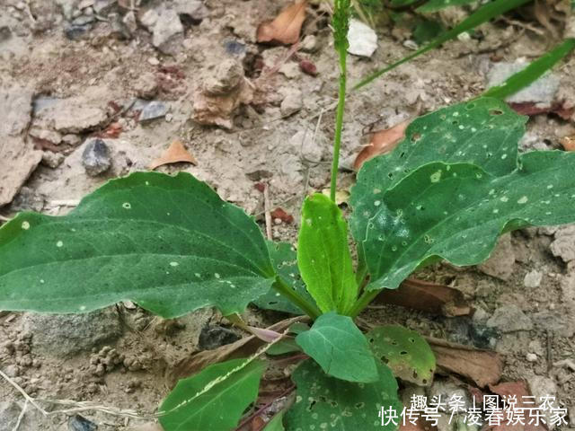 葉子|農村有一種不起眼的野草,葉子與豬耳朵相似,市場售價5元一斤