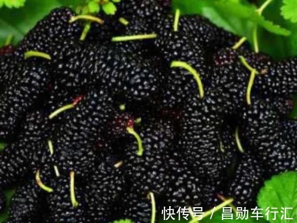 养肾|男人吃驴肉其实并不养肾,真正养肾的是这3物,或许知道的人很少