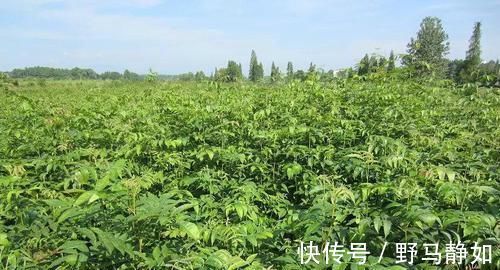 糖尿病人|它是天然的“胰岛素”,高血糖的人要多吃,血糖悄悄降下来