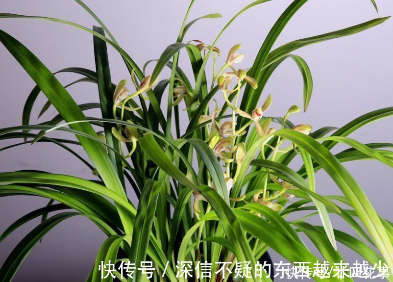 花芽|兰花施肥,掌握1句“口诀”,新芽“蹭蹭”冒,花朵“呼呼”开