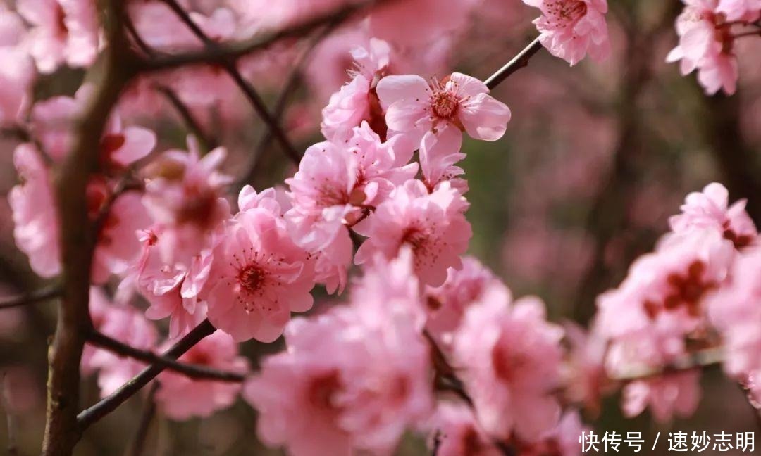 老年|韶山市清溪镇一苗木种植基地:梅开花香引蝶忙(图)