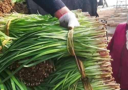 买韭菜时，到底是买细叶还是宽叶，记住这口诀，别再瞎买了