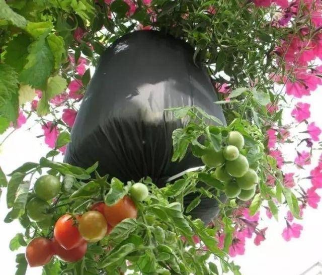 浇水|太神奇了!她在塑料瓶里种蔬菜,一年都吃不完!