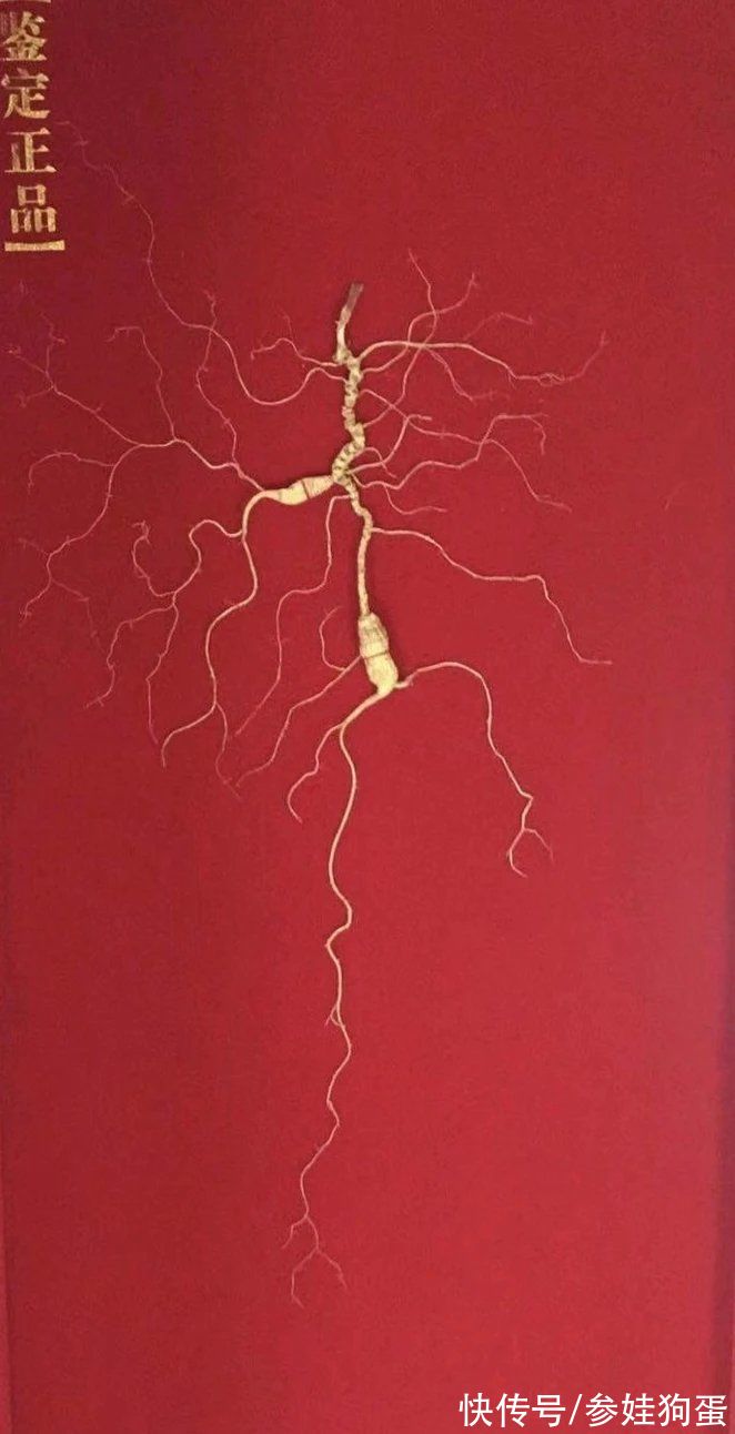 野生人参纯度鉴别