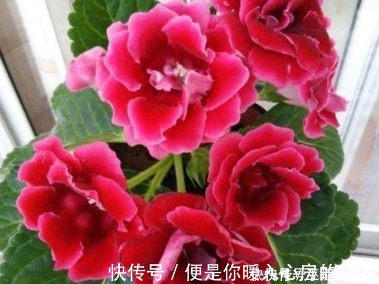 4种花一开就是大半年,沾土就活,懒人新手都能养好,美成花海!