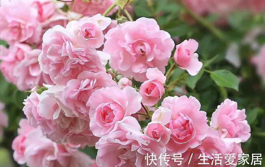 笋芽|月季这样养,轻松变花墙,一颗就能变出一片花海